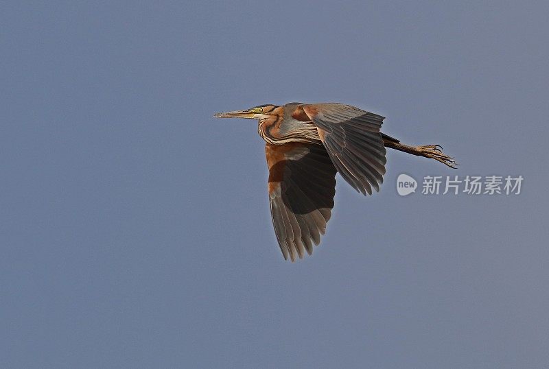 紫鹭(Ardea purpurea)